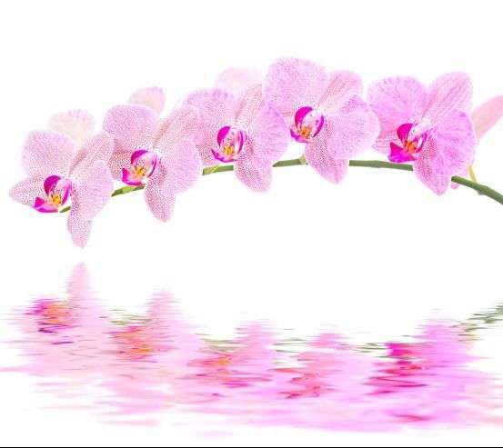 Фотообои Отражение орхидей 8469