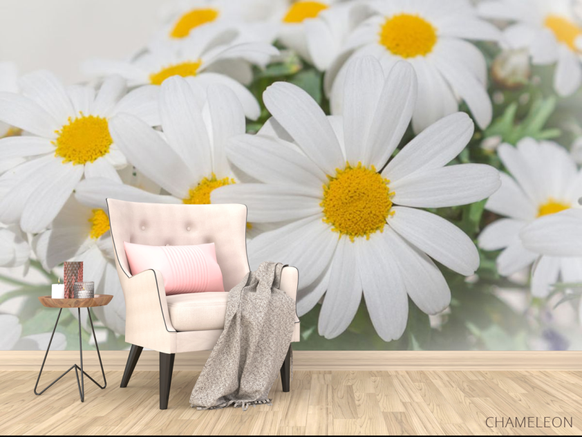 Фотообои Белые ромашки - 4