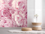 Фотошпалери пухнасті рожеві півонії - 2