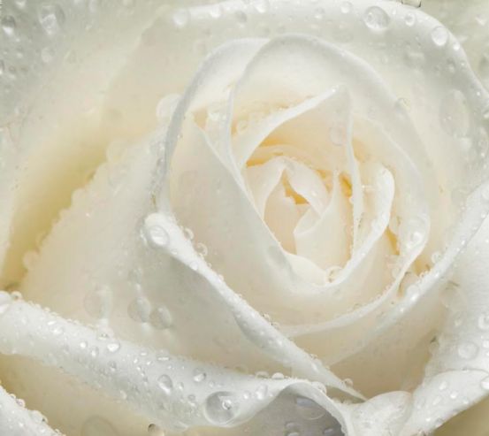 Фотообои Роза белая крупным планом 10415