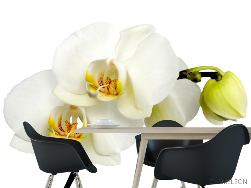 Фотошпалери Орхідеї жовто-білі - 1