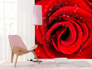 Фотошпалери Роза червона в росі - 4