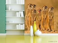 Фотошпалери Сурікати - 3