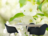 Фотошпалери білі квіточки на деревах - 1