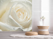 Фотошпалери Біла троянда крупним планом - 2