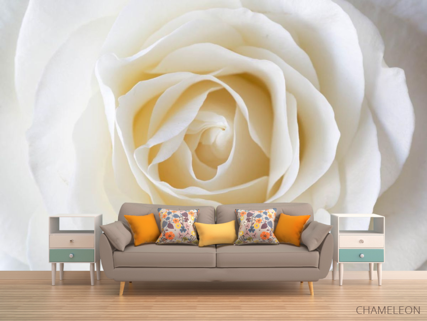 Фотообои белая роза - 1