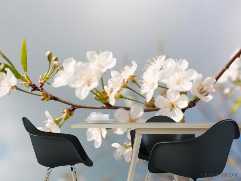 Фотошпалери Дрібні білі квіточки - 1