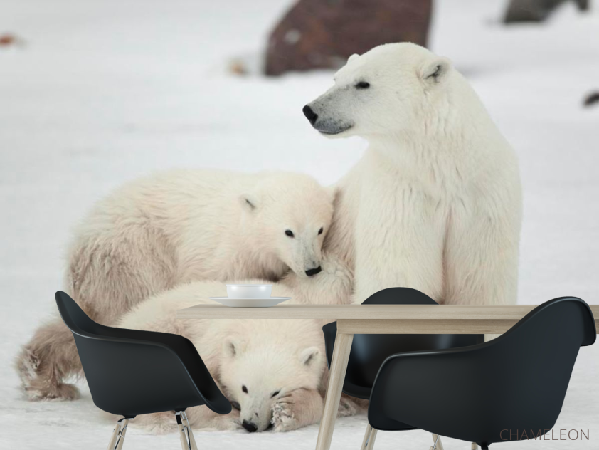 Фотошпалери Сім'я білих ведмедів - 1