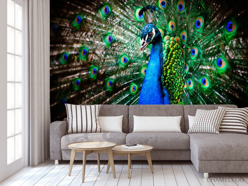 Фотообои Красавец павлин - 3