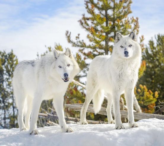 Фотообои два белых волка на снегу 21142
