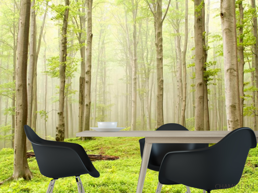 Фотошпалери Голі дерева - 1