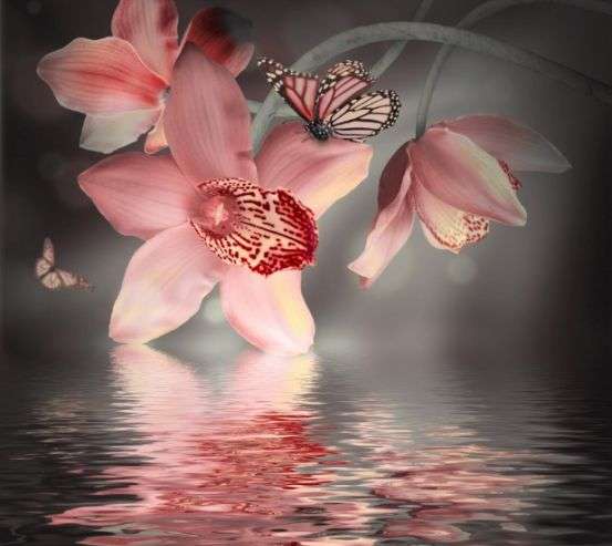 Фотообои Цветок с бабочкой Фотообои Цветок с бабочкой 12901