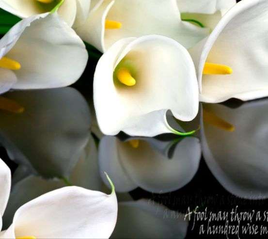 Фотообои 3D цветы Фотообои 3D цветы 17871_1