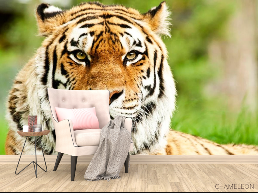 Фотообои Пристальный взгляд тигра - 4