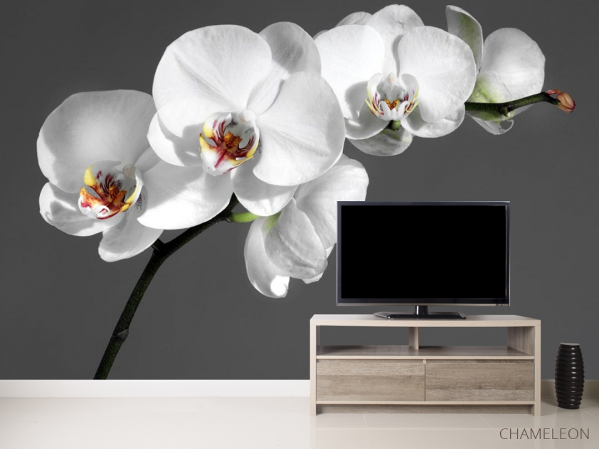 Фотообои белая орхидея на сером фоне - 2