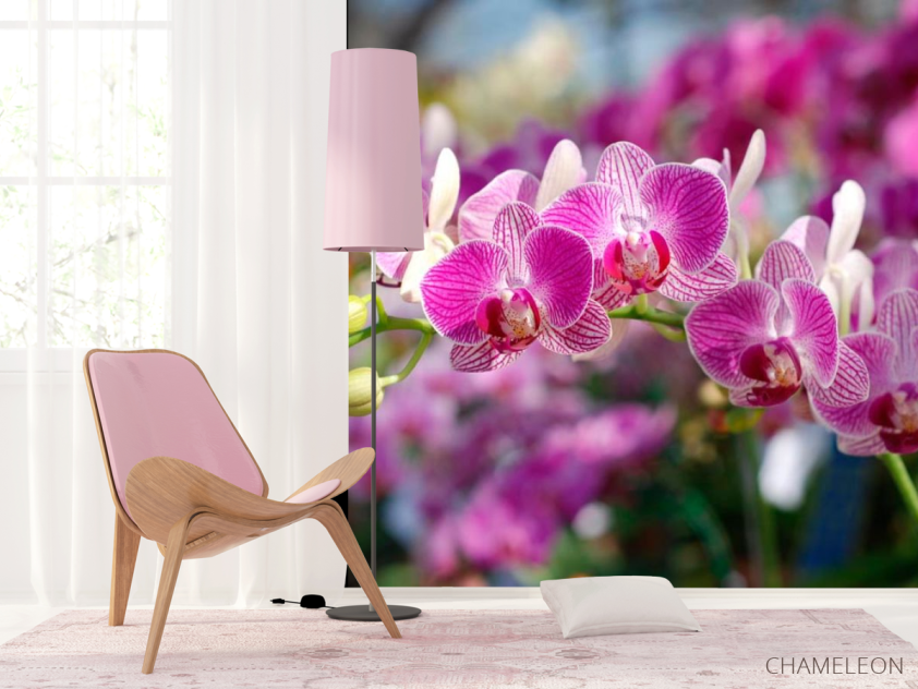 Фотошпалери Рожеві орхідеї цвітуть - 4