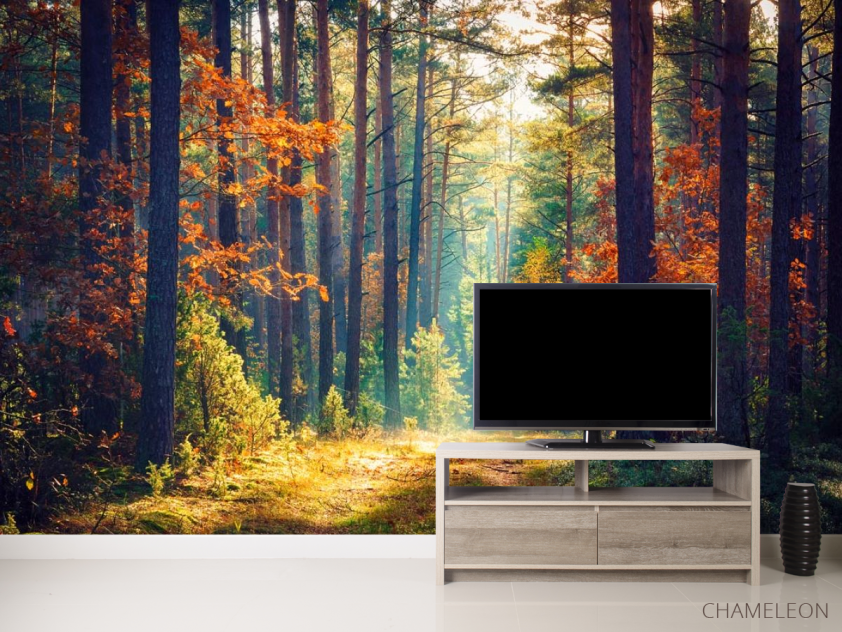 Фотообои сентябрьский лес - 2