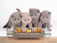 Фотообои Котята - 1