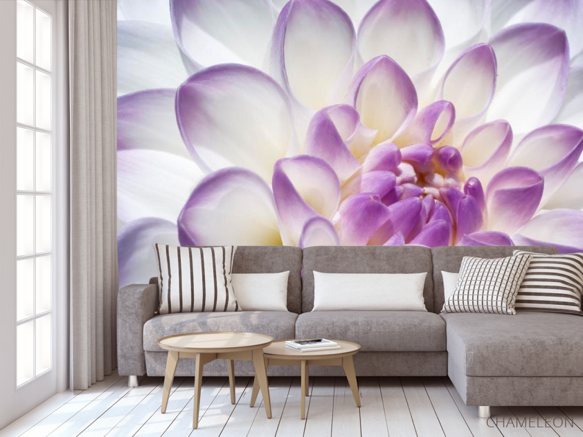 Фотообои Лепестки пиона бело-фиолетовые - 3