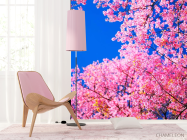 Фотошпалери Сакура цвіте - 4