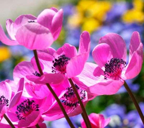 Фотообои Букет розовых тонколистников 5781