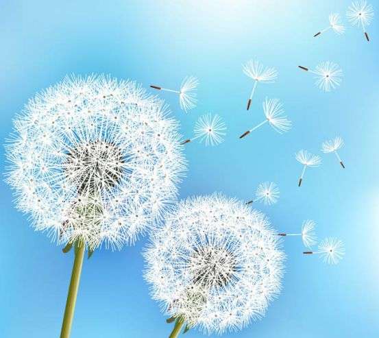 Фотообои одуванчики Фотообои одуванчики 26490