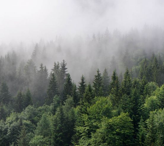 Фотообои Туманный лес 20922