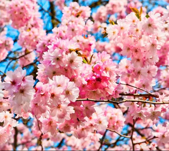 Фотообои Цветение розового дерева 6873