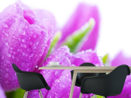 Фотошпалери Тюльпани бузкових тонів - 1