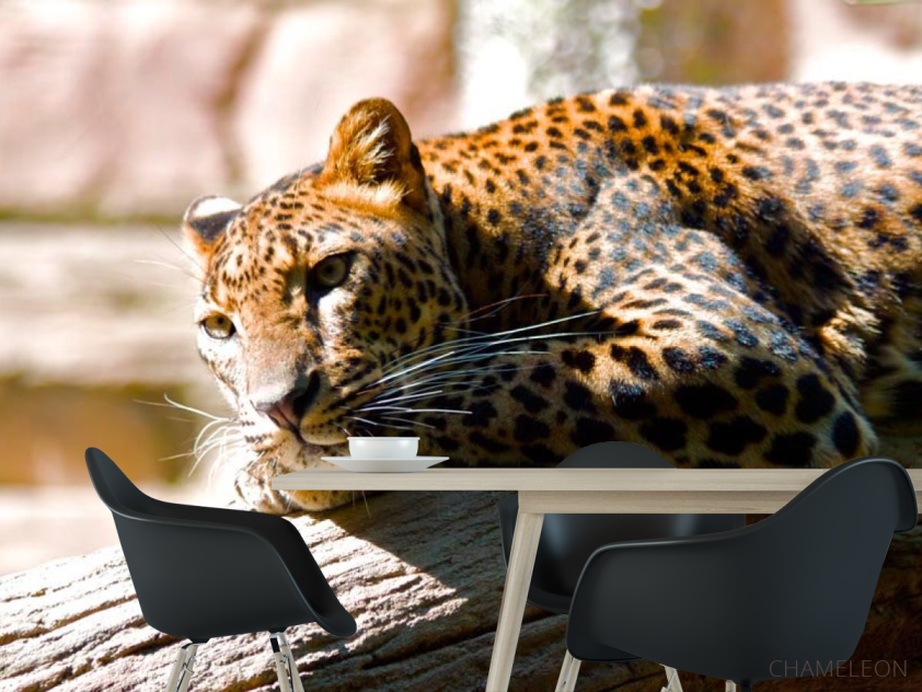 Фотошпалери Мріє гепард - 1