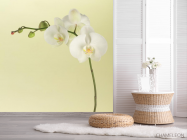 Фотообои белая орхидея на бежевом фоне - 2