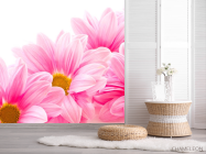 Фотошпалери Ромашки рожеві - 2