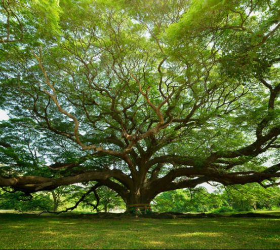 Фотообои огромное дерево 27254